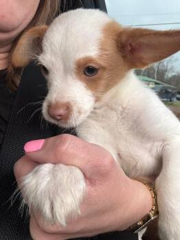 Chihuahua Dogs Available for Adoption in Syracuse, New York - Humphrey | PetCurious