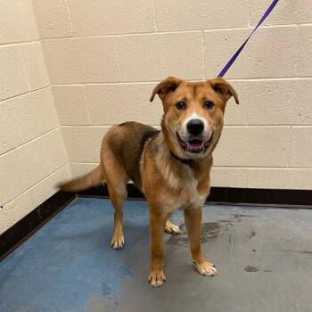 Mixed Breed Dogs Available for Adoption in Memphis, Tennessee - Justin | PetCurious