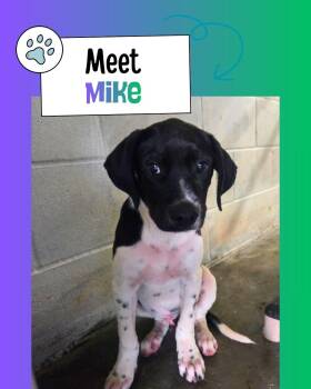 Mike -  Labrador Retriever Dog for Adoption in Sulphur, Kentucky - Mike | PetCurious