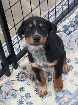 Chunk -  Cattle Dog Dog Available for Adoption in Las Vegas, Nevada - Chunk | PetCurious