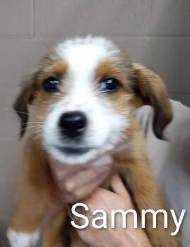 Poodle and Chihuahua Dogs Available for Adoption in Maynardville, Tennessee - Sammy | PetCurious