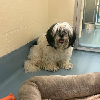 Maltese Dogs Available for Adoption in Brockton, Massachusetts - Morgan | PetCurious