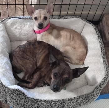 Chihuahua Dogs Available for Adoption in San Tan Valley, Arizona - Athena & Hercules | PetCurious