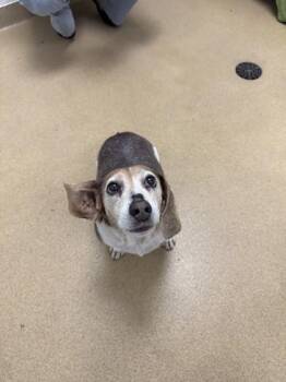 S/C Milo -  Beagle and Mixed Breed Dog for Adoption in North Miami Beach, Florida - S/C Milo | PetCurious