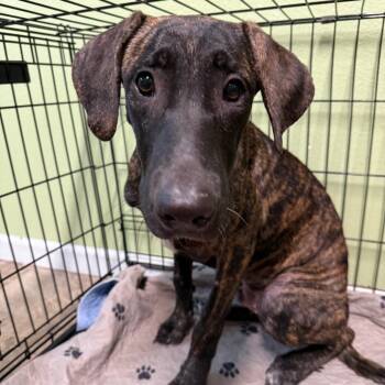 Rescue Plott Hound and Mountain Cur Dogs for Adoption in Floresville, Texas - Bruce | PetCurious