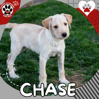 Miniature Schnauzer Dogs Available for Adoption in Foxfield, Colorado - CHASE | PetCurious