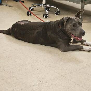 Smokey -  Mixed Breed Dog for Adoption in Lake Panasoffkee, Florida - Smokey | PetCurious