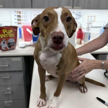Cookie -  Terrier and Mixed Breed Dog for Adoption in Beaumont, Texas - Cookie | PetCurious