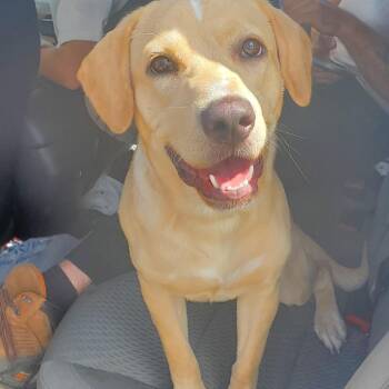 Mixed Breed Dogs Available for Adoption - Blaze | PetCurious