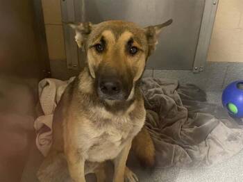 SKIPPIE -  German Shepherd Dog and Mixed Breed Dog for Adoption in Tustin, California - SKIPPIE | PetCurious