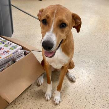 CINNAMON COOKIE -  Labrador Retriever and Mixed Breed Dog for Adoption in St. Louis, Missouri - CINNAMON COOKIE | PetCurious
