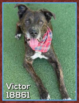 Plott Hound Dogs Available for Adoption in Marietta, Georgia - VICTOR | PetCurious