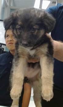Australian Shepherd Dogs Available for Adoption in Oklahoma City, Oklahoma - A473733 | PetCurious