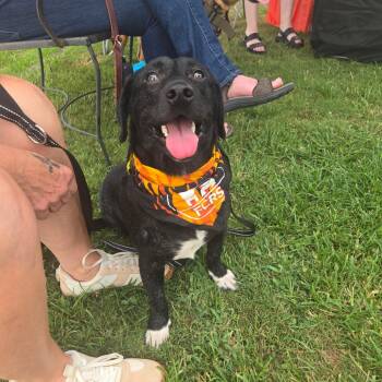 Bart -  Black Labrador Retriever and Mixed Breed Dog for Adoption in Helena, Alabama - Bart | PetCurious