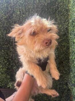 61268818 -  Yorkshire Terrier and Mixed Breed Dog for Adoption in El Paso, Texas - 61268818 | PetCurious