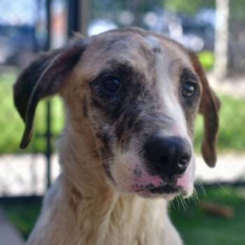 Ruckus -  Mixed Breed Dog for Adoption in Ottawa, Kansas - Ruckus | PetCurious