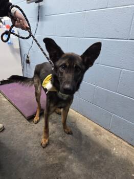 Rescue German Shepherd Dog Dogs for Adoption in Evansville, Indiana - Levi | PetCurious