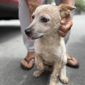 Cattle Dog Dogs Available for Adoption in San Diego, California - Rue | PetCurious