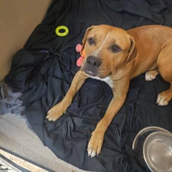 Pit Bull Terrier Dogs Available for Adoption in Palm Springs, California - Brick | PetCurious