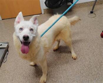 TINA -  Siberian Husky and Mixed Breed Dog for Adoption in Albuquerque, New Mexico - TINA | PetCurious