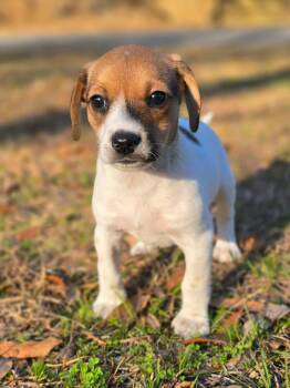 Goldendoodle and Beagle Dogs Available for Adoption - Brooks | PetCurious