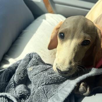 Jimmy -  Dachshund Dog for Adoption in San Diego, California - Jimmy | PetCurious