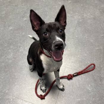 Rescue Cattle Dog Dogs for Adoption in Branford, Connecticut - Robby | PetCurious