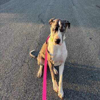 Great Dane Dogs Available for Adoption in Lynchburg, Virginia - Nova Rayne | PetCurious