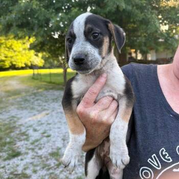 Pixie -  Australian Cattle Dog Blue Heeler and Mixed Breed Dog for Adoption in Pittsburg, Kansas - Pixie | PetCurious
