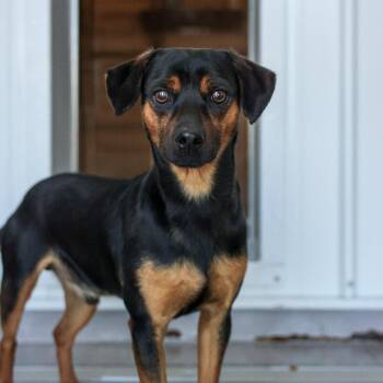 Terrier Dogs Available for Adoption - Doug | PetCurious
