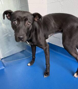 Trish -  Retriever Dog for Adoption in Lancaster, South Carolina - Trish | PetCurious