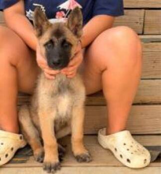 Banzai -  Belgian Shepherd Malinois Dog for Adoption in Kalamazoo, Michigan - Banzai | PetCurious