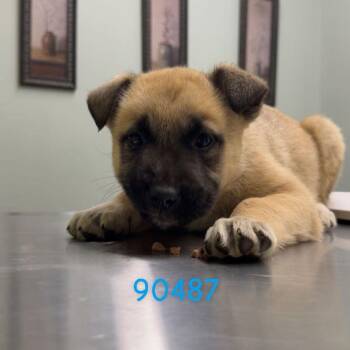 German Shepherd Dog and Cattle Dog Dogs Available for Adoption - TUK | PetCurious