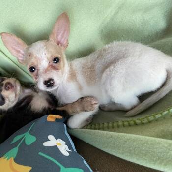 Chihuahua Dogs Available for Adoption in Tucson, Arizona - Lucio | PetCurious