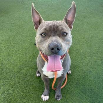 Pit Bull Terrier Dogs Available for Adoption - ASH | PetCurious