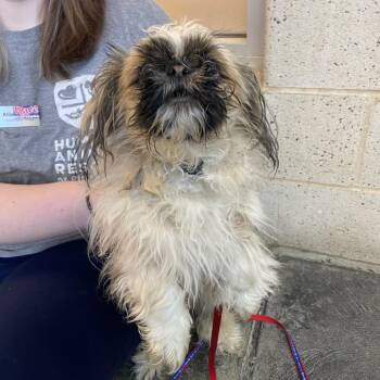 Snooze -  Mixed Breed Dog for Adoption in Pittsburgh, Pennsylvania - Snooze | PetCurious