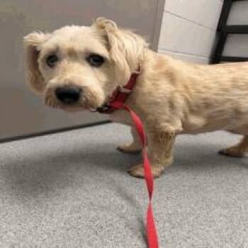 Nina -  Scottish Terrier Dog for Adoption in Indianapolis, Indiana - Nina | PetCurious