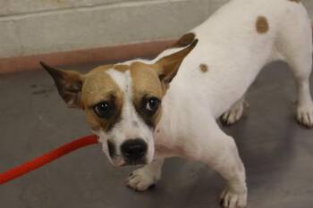 SPOTS -  Mixed Breed Dog for Adoption in Columbia, South Carolina - SPOTS | PetCurious