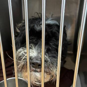 Tuck -  Coton De Tulear and Mixed Breed Dog for Adoption in Northbrook, Illinois - Tuck | PetCurious