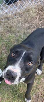 Rescue Labrador Retriever and Mixed Breed Dogs for Adoption in Brunswick, Georgia - MARY JANE | PetCurious