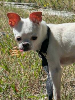 Dingo -  Chihuahua Dog for Adoption in Brockton, Massachusetts - Dingo | PetCurious