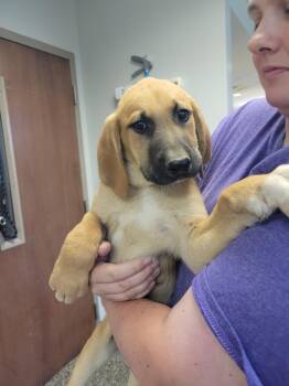 Mixed Breed Dogs Available for Adoption in Columbia, Tennessee - Trigger | PetCurious