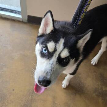 Roxy -  Husky Dog for Adoption in Bartlett, Tennessee - Roxy | PetCurious