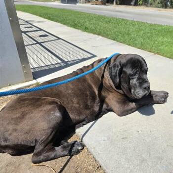 Mastiff Dogs Available for Adoption in Long Beach, California - FLOE | PetCurious