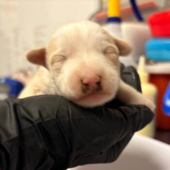 Jack Russell Terrier Dogs Available for Adoption in Yuma, Arizona - Penelope | PetCurious