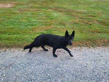 ZARA -  German Shepherd Dog and Mixed Breed Dog for Adoption in Kent, Washington - ZARA | PetCurious