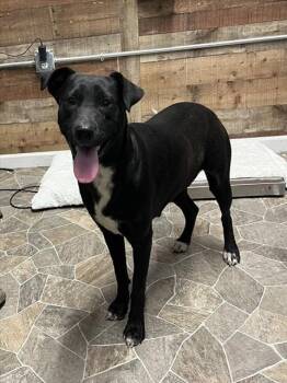 Labrador Retriever and Mixed Breed Dogs Available for Adoption - SCOOT | PetCurious