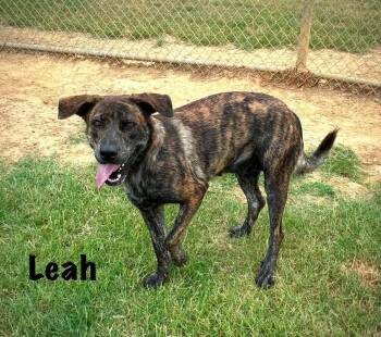Leah -  Plott Hound Dog for Adoption in Senatobia, Mississippi - Leah | PetCurious