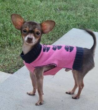 Rescue Chihuahua Dogs for Adoption in Mocksville, North Carolina - Manni | PetCurious