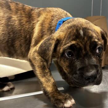 Mixed Breed Dogs Available for Adoption in Chattanooga, Tennessee - Fuji Apple | PetCurious